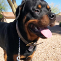 Rottweiler Dog Leash Training